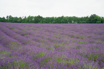 Plakat Lavender fields in the summertime