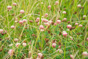 Wild flowers in a meadow in the summertime