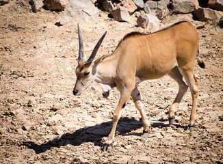 Antelope in the park