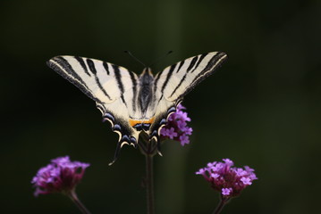 papillion
