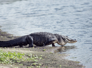 Alligator goes to the lake