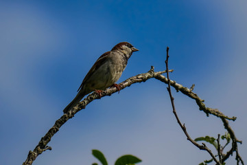 Kleiner Spatz