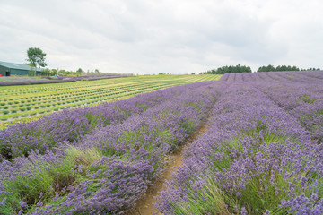 Lavender fields in the summertime