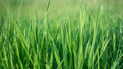 Fototapeta na wymiar Lush Green Grass
