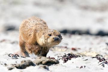 Otter running on sand