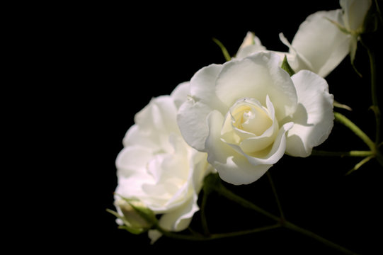 Three white roses
