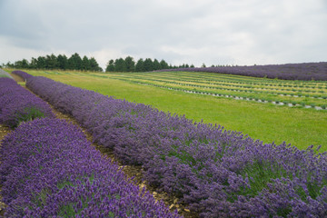 Fototapeta na wymiar Lavender fields lilac flowers outside in the summertime