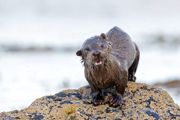 Otter running on rock
