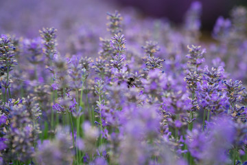 Obraz premium Lavender fields lilac flowers outside in the summertime