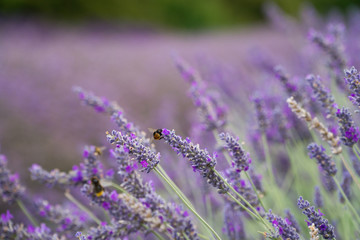Lavender fields lilac flowers outside in the summertime