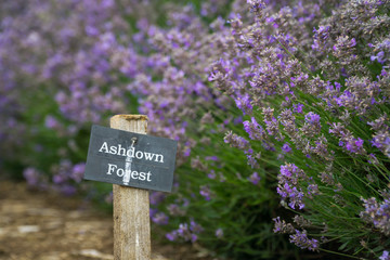 Lavender fields lilac flowers outside in the summertime