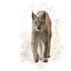 Lynx portrait watercolor
