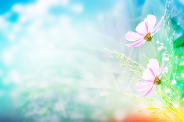 Naklejka premium Colorful cosmos flowers on a background of summer landscape.