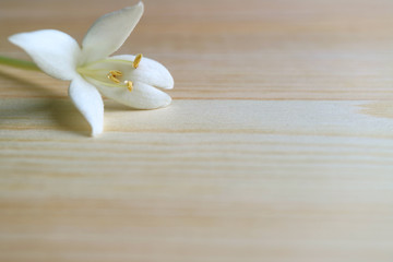 Closed up white blooming Millingtonia flower on wooden table, with blurred foreground and free space for text and design 