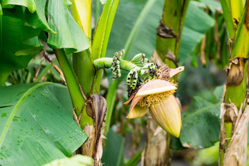 Tropical plant in a garden in Cornwall at summertime