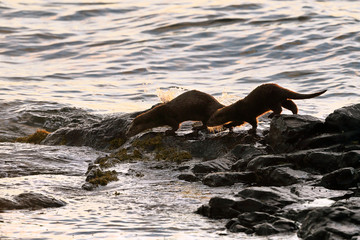 Otter running into sea