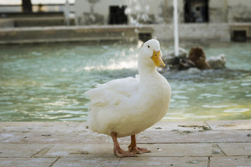 A duck stand up looking at camera
