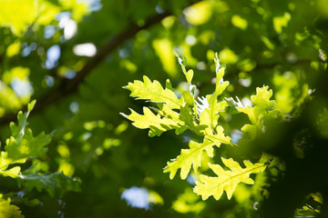 Green leaves on an oak tree in the nature - obrazy, fototapety, plakaty