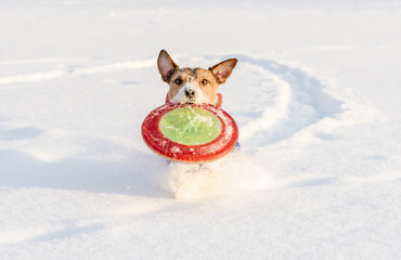 Running dog playing fetch game with flying disc on snow background