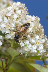 Bee lies on a flower.