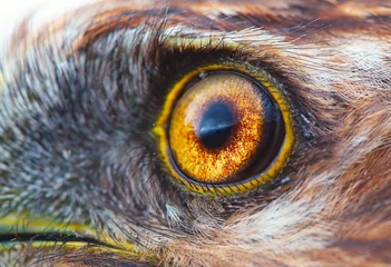 Crédence de cuisine en verre imprimé Aigle bird eye