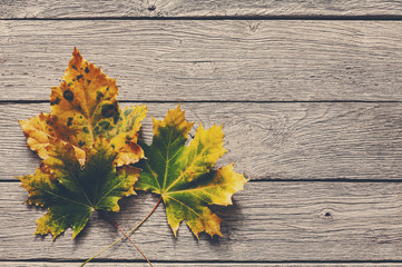 Naklejka na ściany i meble Fall season background, yellow chesnut leaves