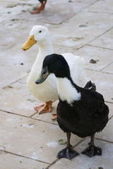 Tow ducks stand up looking to the left