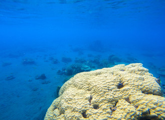 Coral seaworld in tropical seashore. Undersea landscape photo. Fauna and flora of tropical shore.