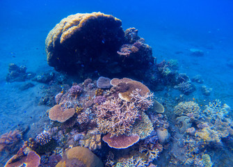Coral reef underwater photo. Snorkeling in tropics.