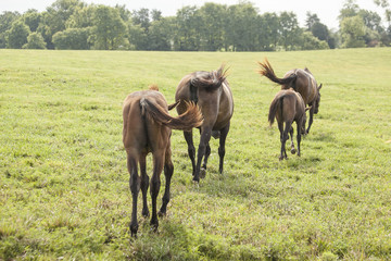 Two bay thoroughbred mares and their foals on a Kentucky horse farm head out into a green pasture with trees in the background.  