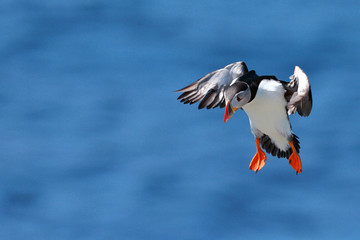 Puffin landing