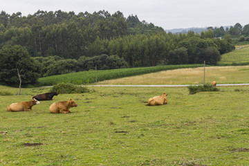Vacas pastando en la pradera