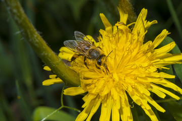 Bee lies on a flower.