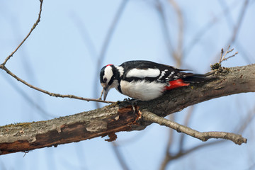 Great spotted woodpecker (Dendrocopos major)