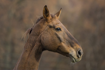 Obraz premium Foal the same color of trees at Fall.
