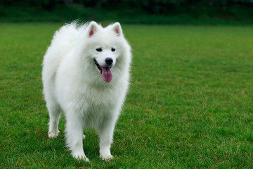 Dog breed Samoyed