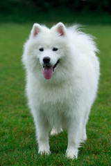 Dog breed Samoyed