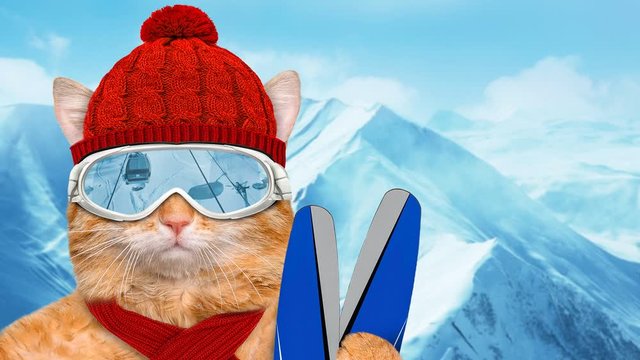 Cinemagraph - Skier cat wearing sunglasses relaxing in the mountain . Motion Photo.