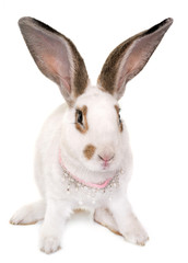 Fototapeta premium Checkered Giant rabbit
