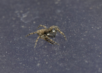 Jumping Spiders have such big eyes.
