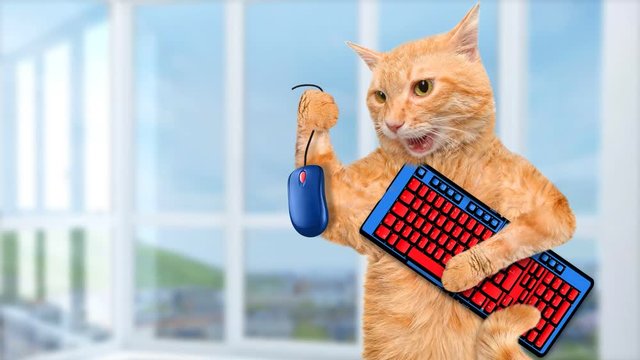 Cinemagraph - Cat with computer mouse and keyboard. Motion Photo. 