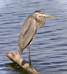 Picture with a great blue heron standing on a log