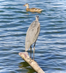 Image of a great blue heron watching somewhere