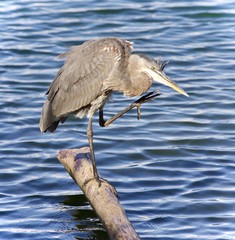 Image of a great blue heron cleaning feathers