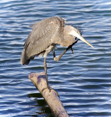 Image of a great blue heron cleaning feathers
