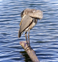 Picture with a great blue heron standing on a log
