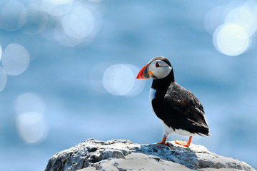 Puffin
