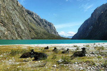 Shore of Llanganuco Orconcocha lake