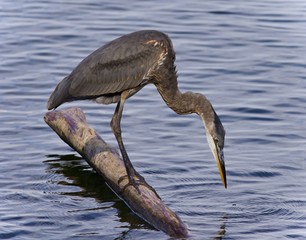 Image of a great blue heron watching somewhere