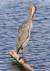 Photo of a great blue heron cleaning feathers